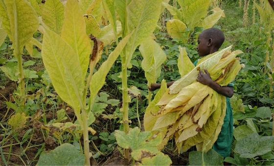 Malawi: Child trafficking and forced labour push thousands to work on tobacco farms